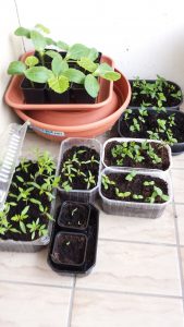 semis tomates, courgettes, concombres et pommiers