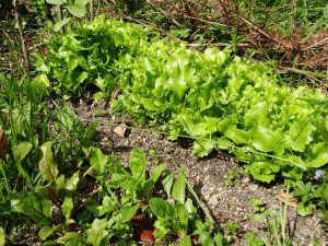 plantons de salades